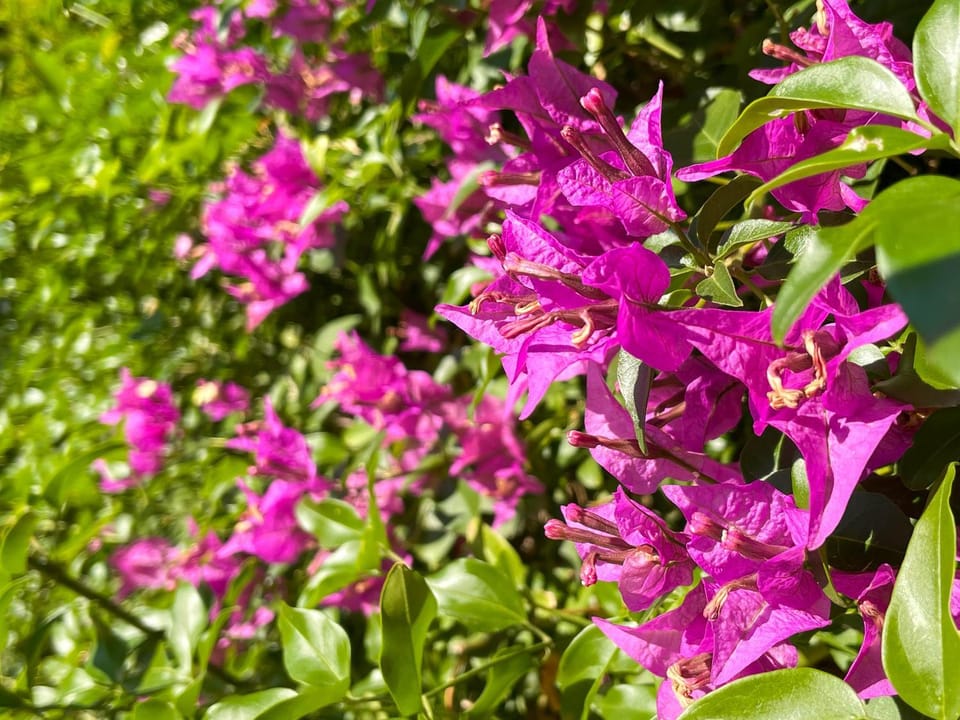 Garden, Garden view
