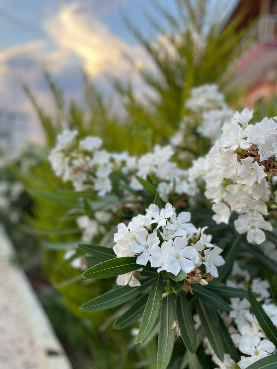 Tani's House Villa in Ksamil