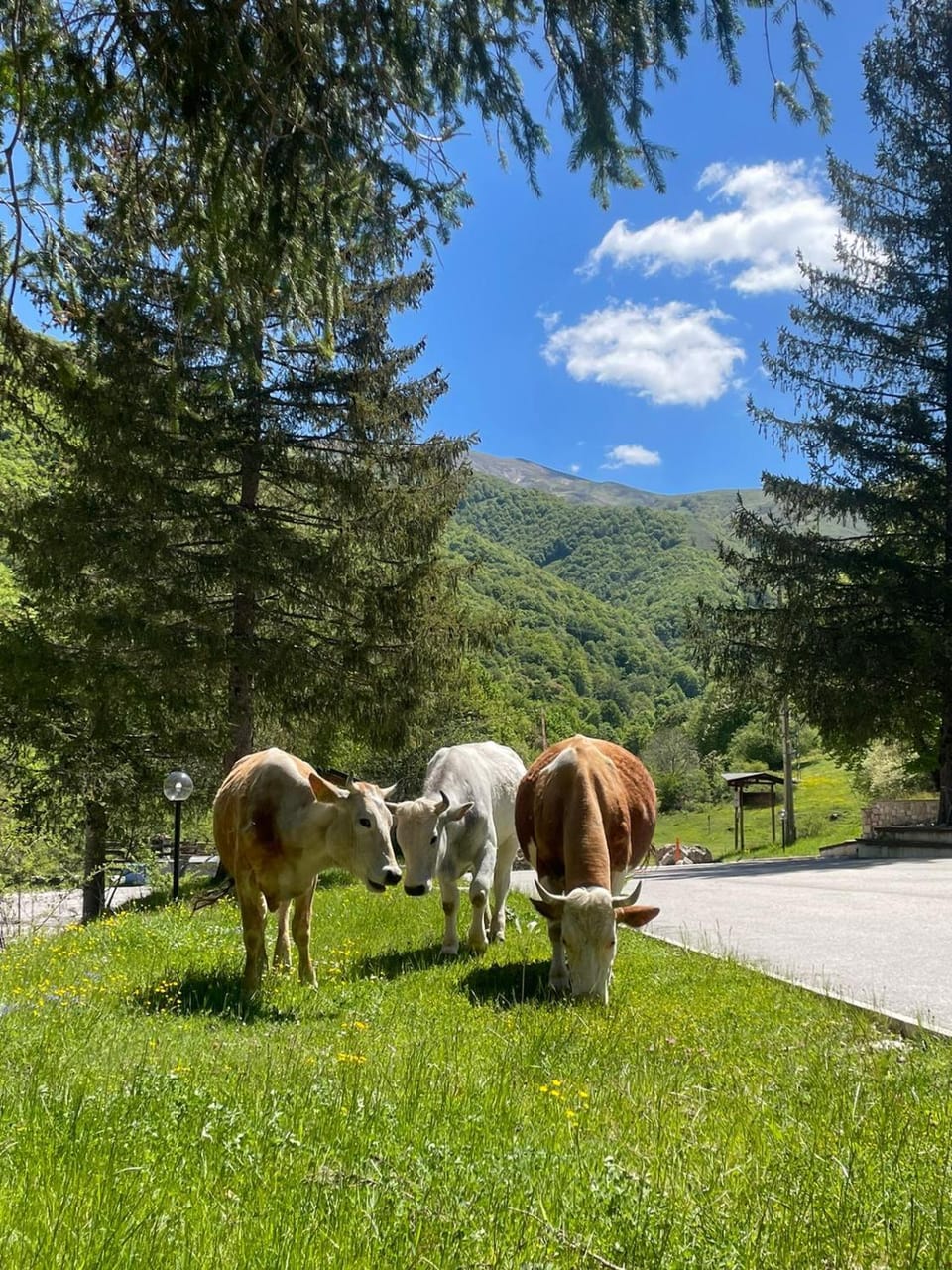 Spring, Natural landscape, Summer, Animals, Mountain view