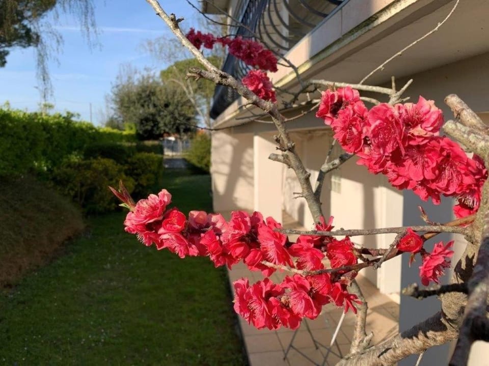 Property building, Day, Garden, Garden view