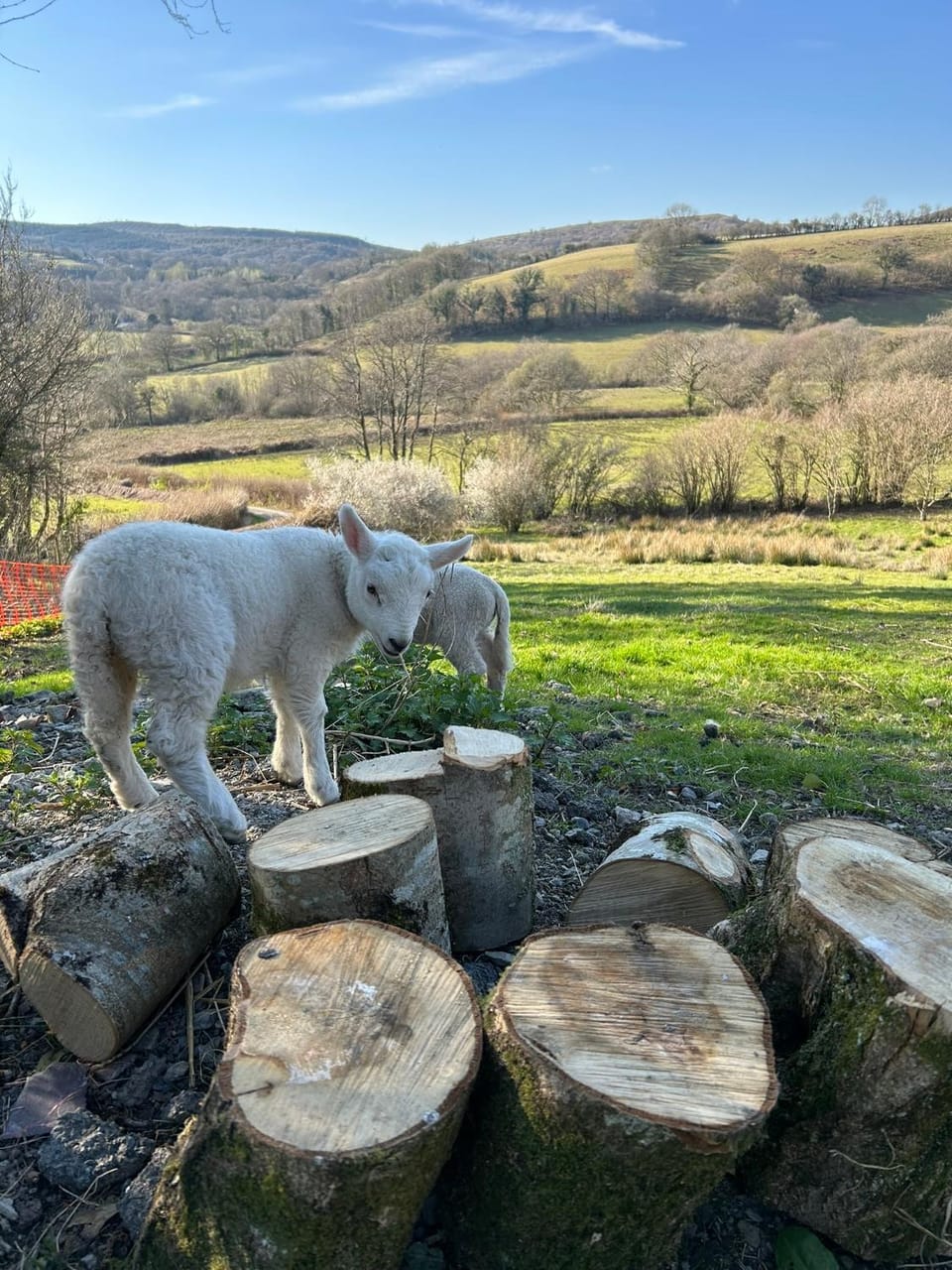 Natural landscape, Animals, Pets