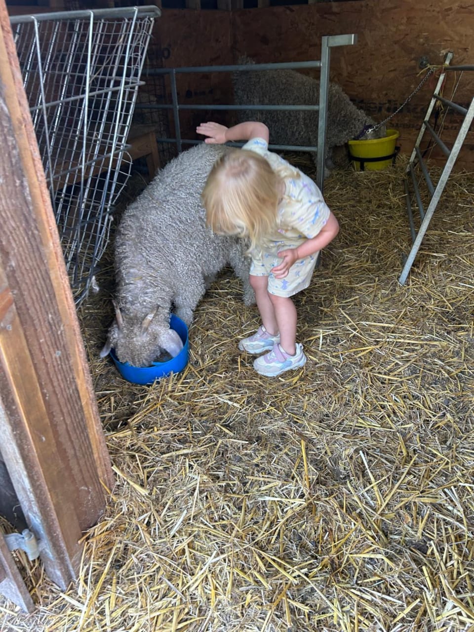 Animals, Pets