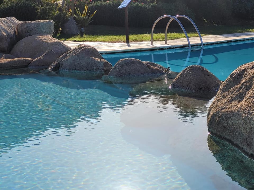 Garden, Garden view, Pool view, Swimming pool