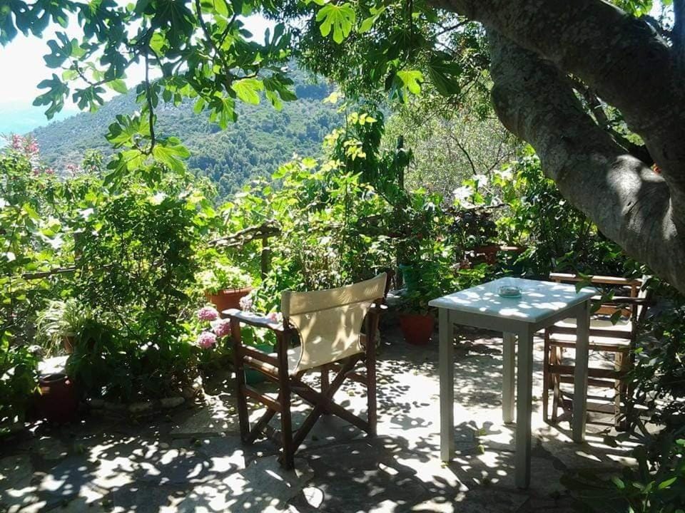 Patio, Garden