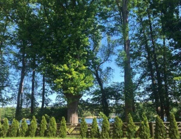 Spring, Natural landscape, Garden, Garden, Garden view, Lake view