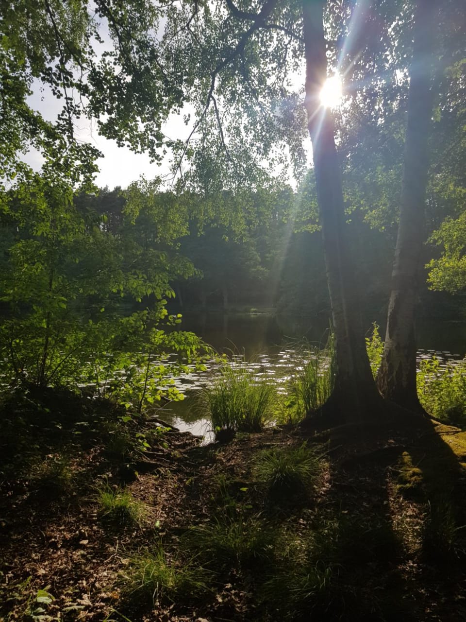 gemütliches Ferienhaus in Seenähe House in Mecklenburgische Seenplatte
