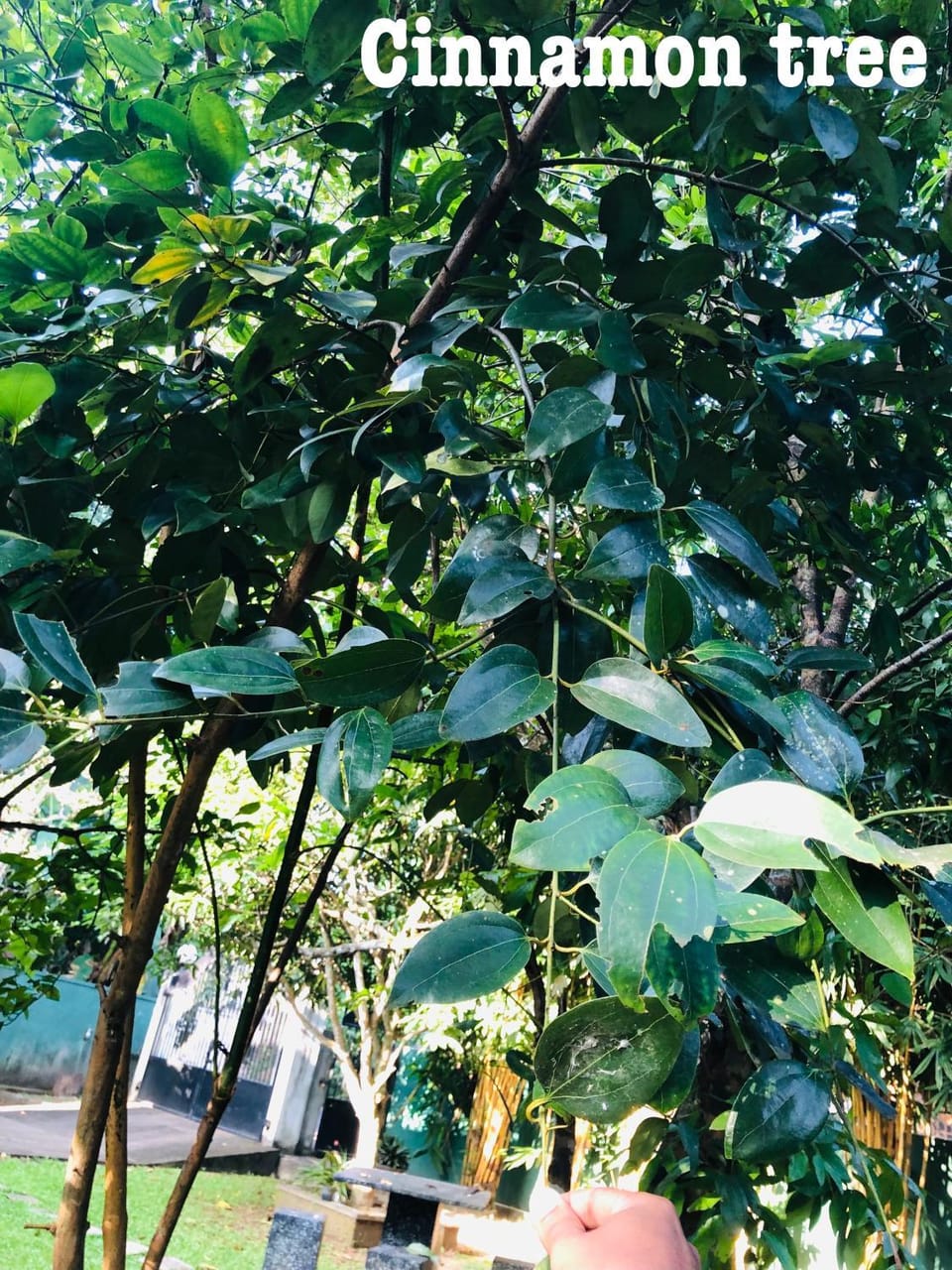 tashivilla Villa in Western Province