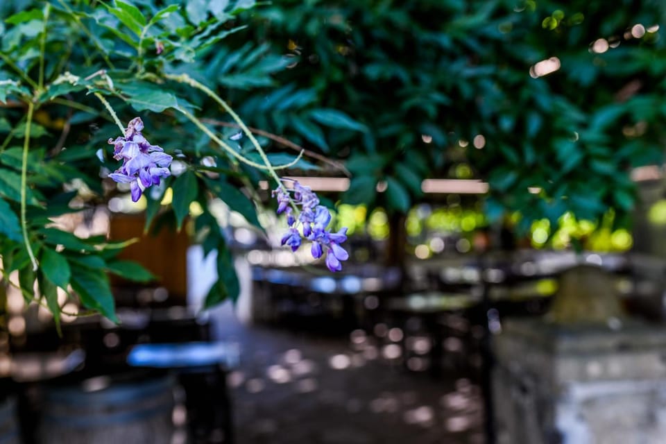 Patio, Spring