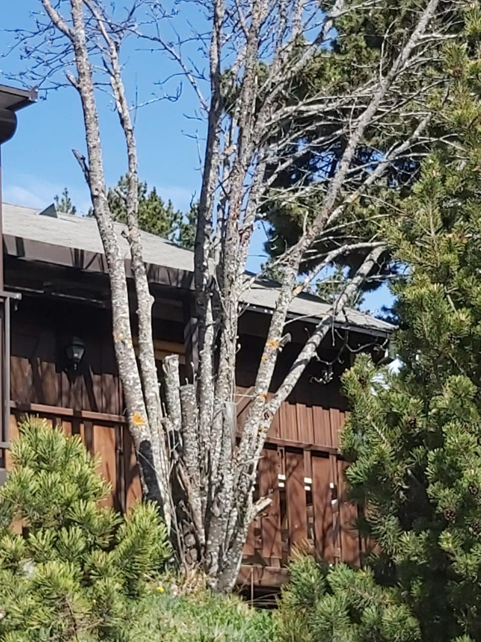 chalet de l ours Chalet in Bolquère