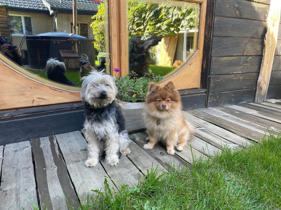 Pets, pet friendly