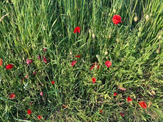 Zuid Limburg Huisje Josefien House in Aachen