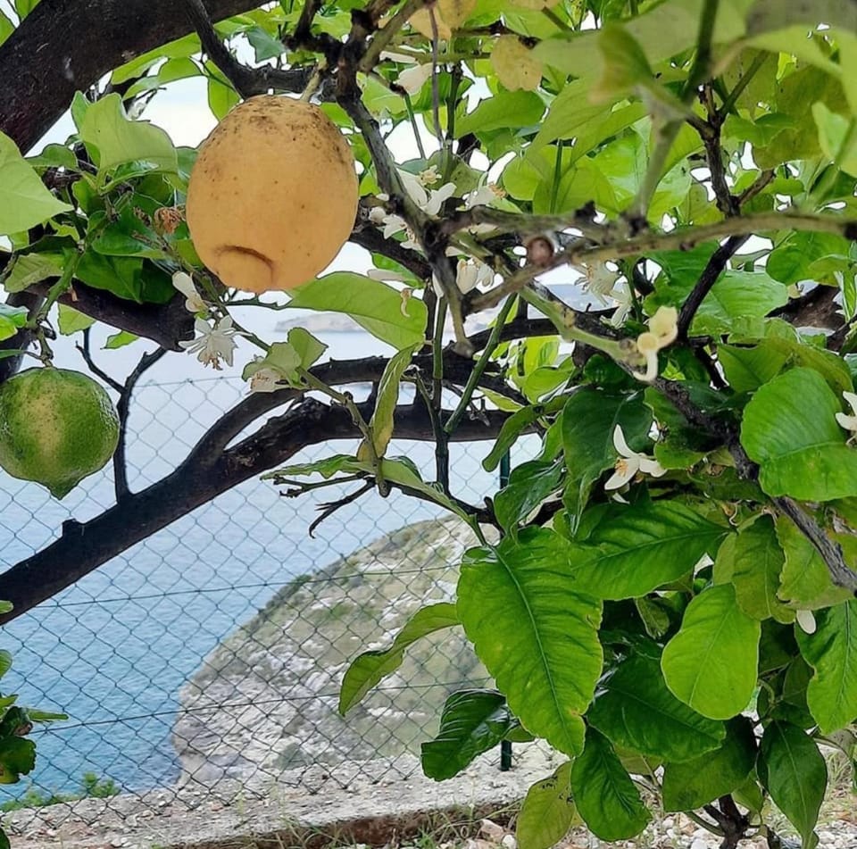 Casa sul mare Apartment in Peschici