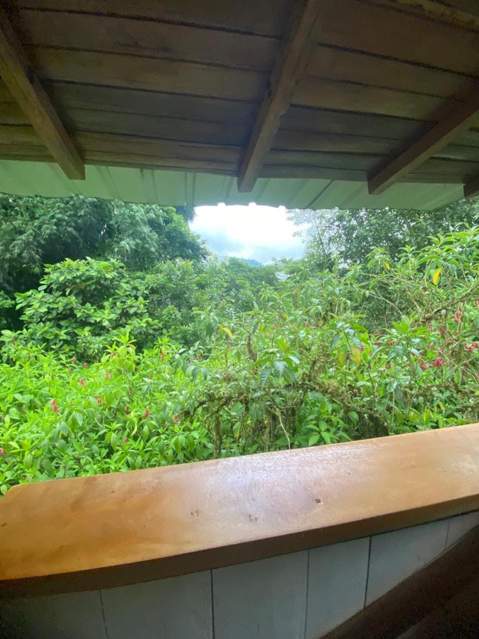 Garden view