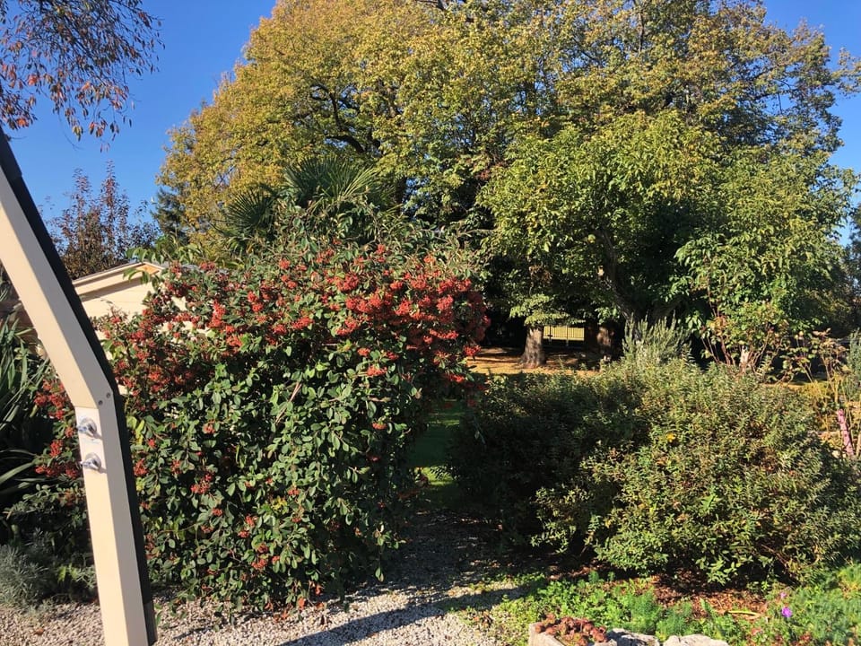 Garden view