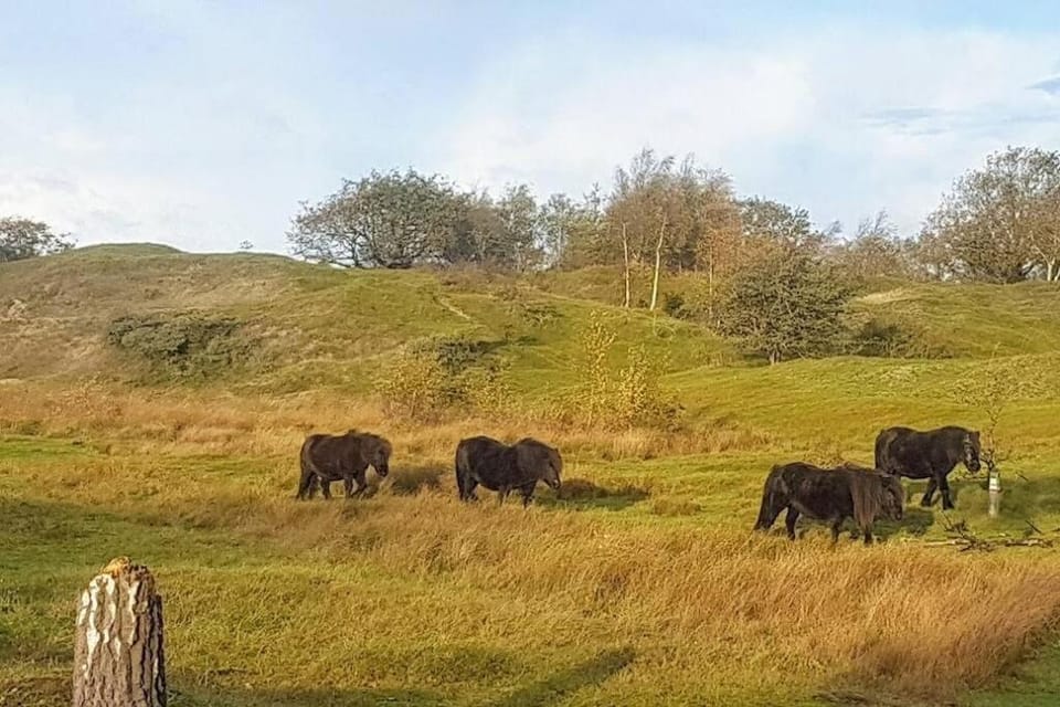 Lovely Studio with Patio and Garden House in Burgh-Haamstede