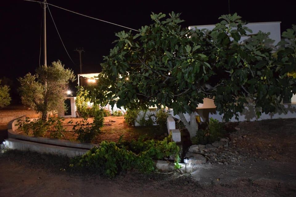 Property building, Night, Garden