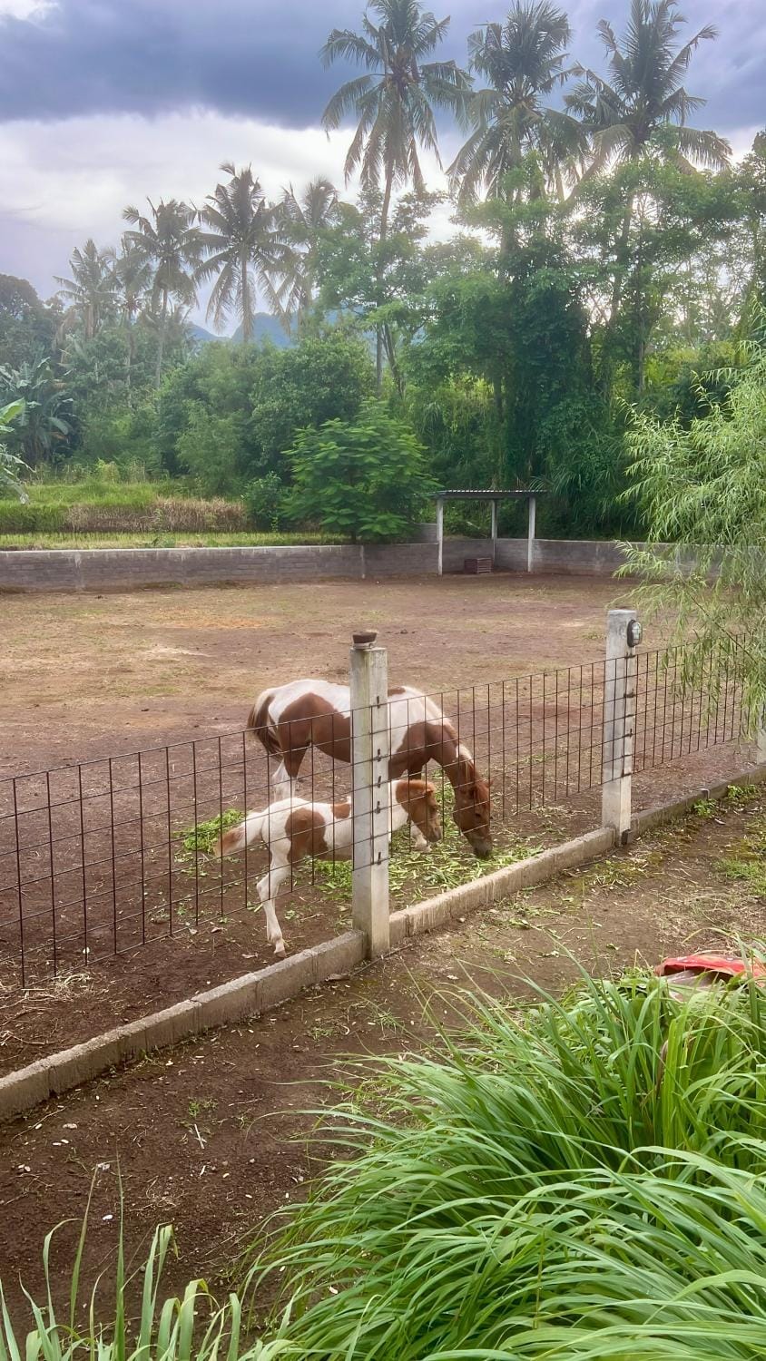 Animals, Pets