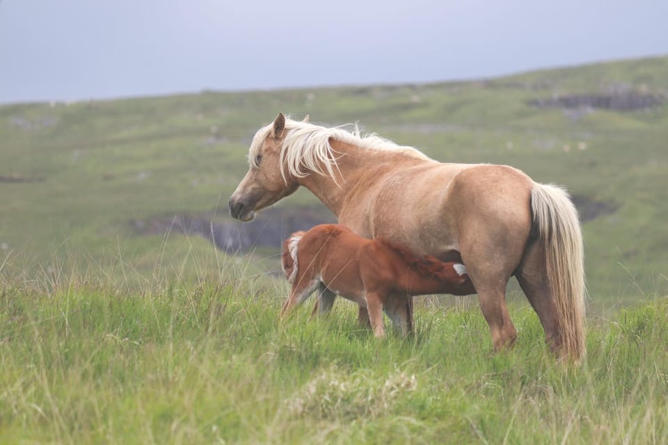 Day, Animals