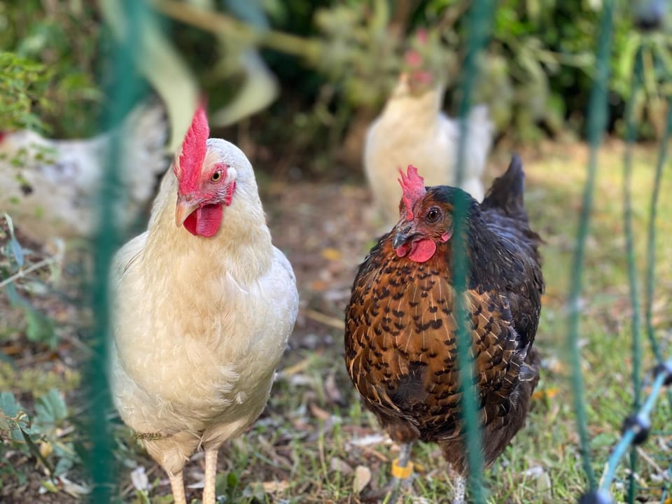 Garden, Animals, Garden view