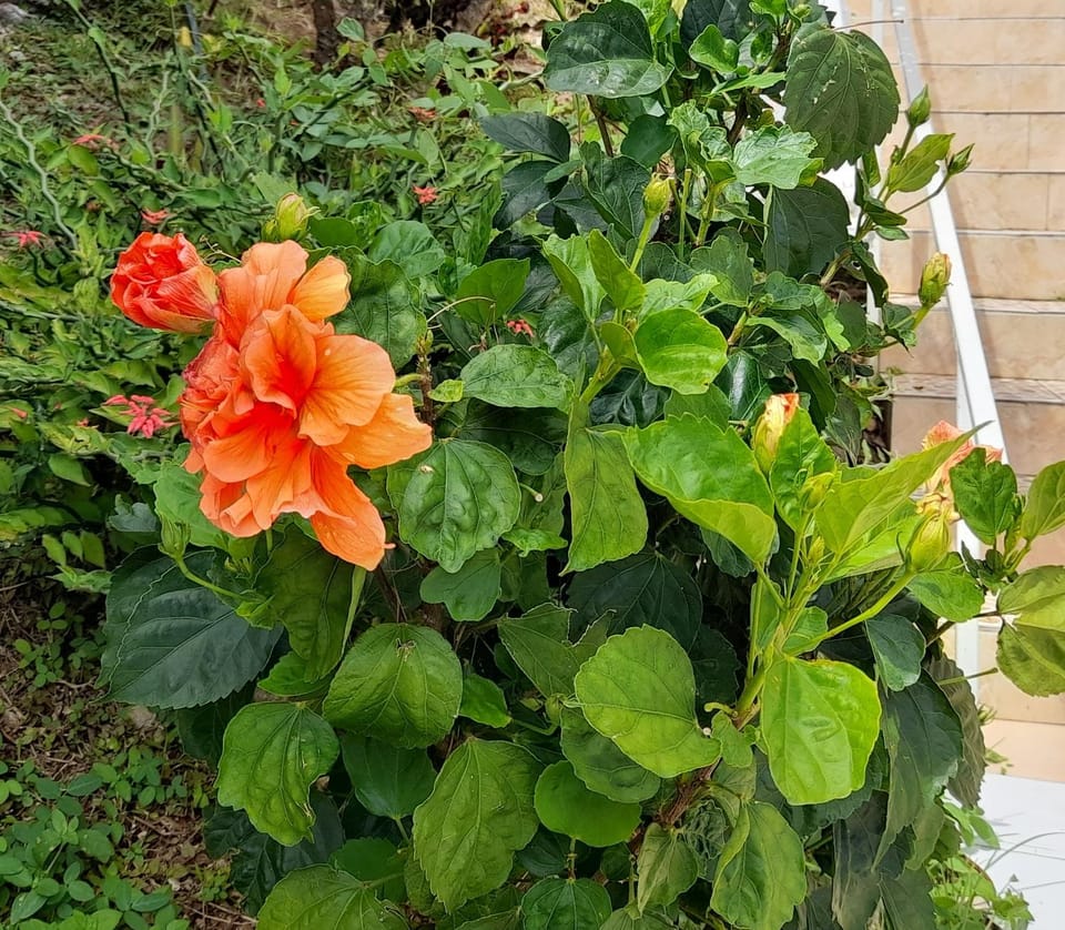 Garden view