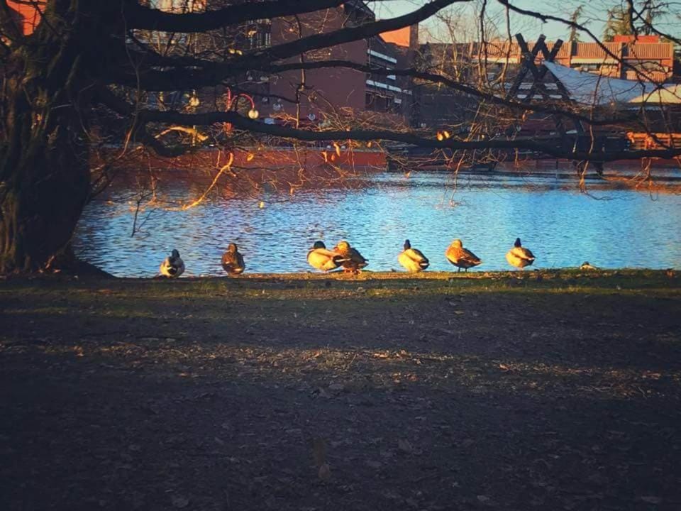 Appartamento Centrale vicino a Humanitas e Forum Assago Apartment in Lombardy