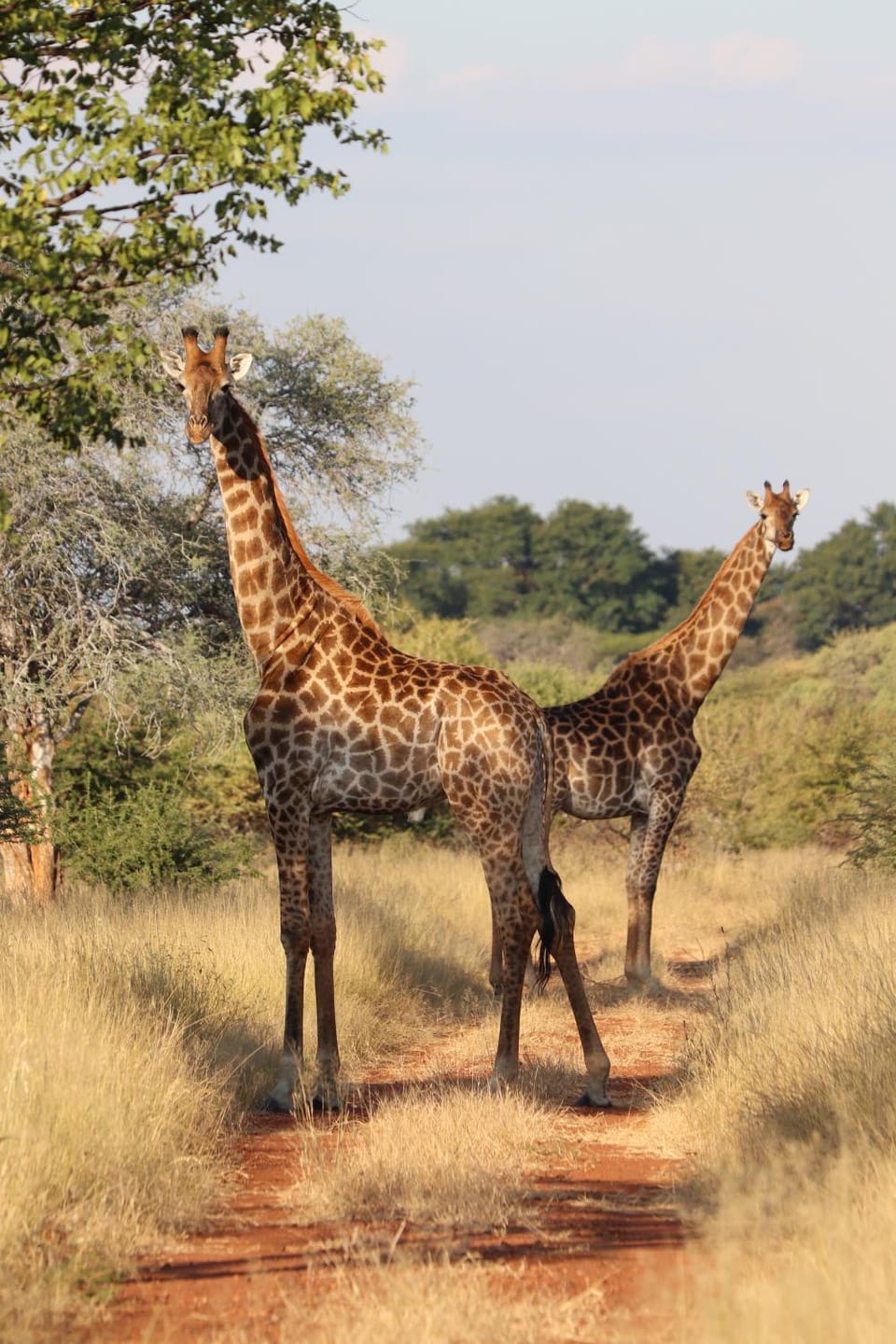 Animals