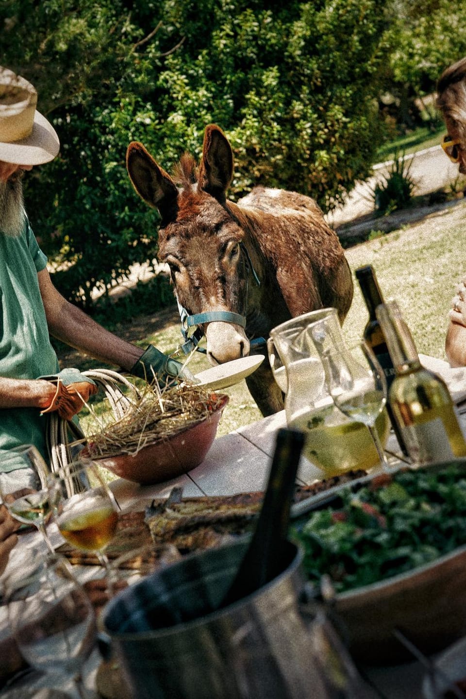 Animals, Lunch