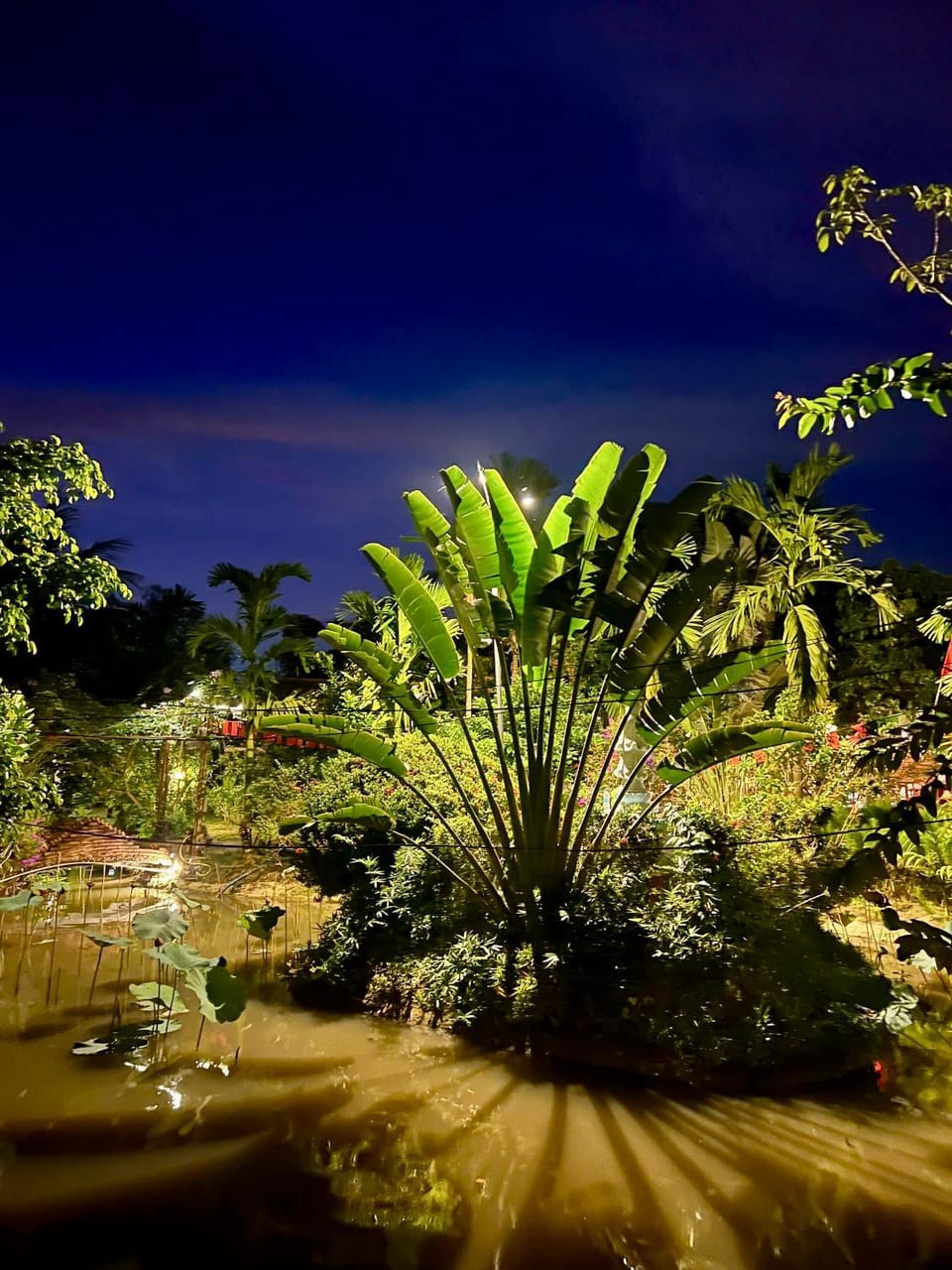 Night, Garden, Garden view