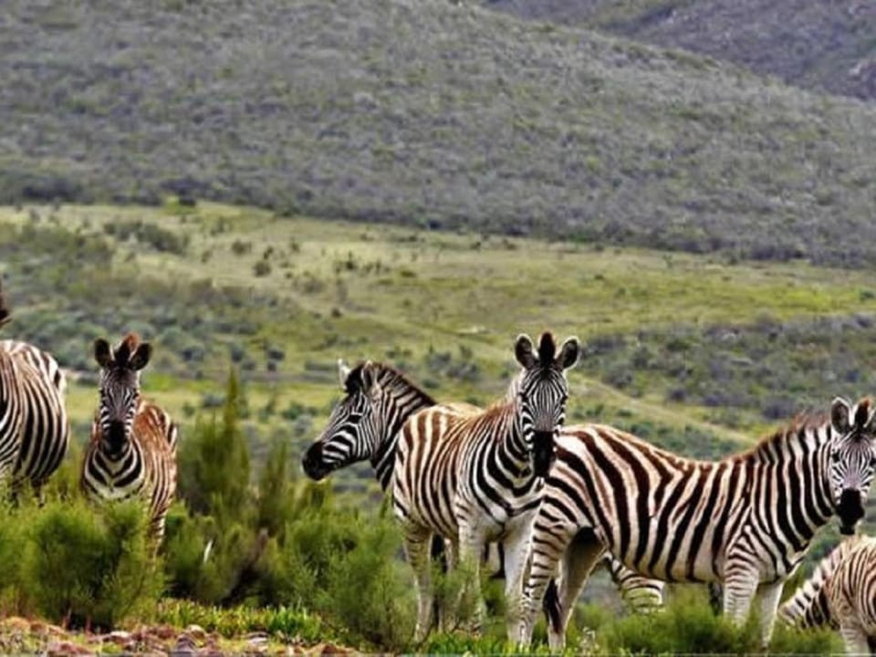 Animals