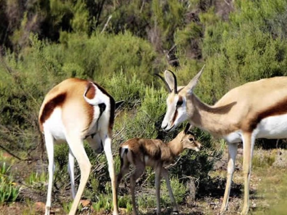 Animals
