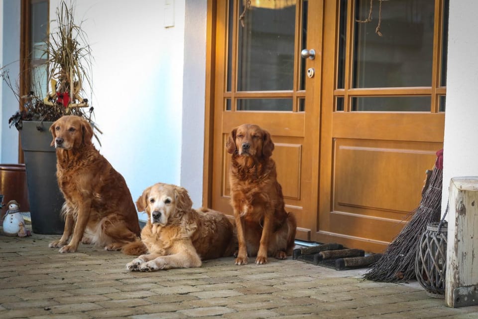 Property building, Facade/entrance, pet friendly, pet friendly