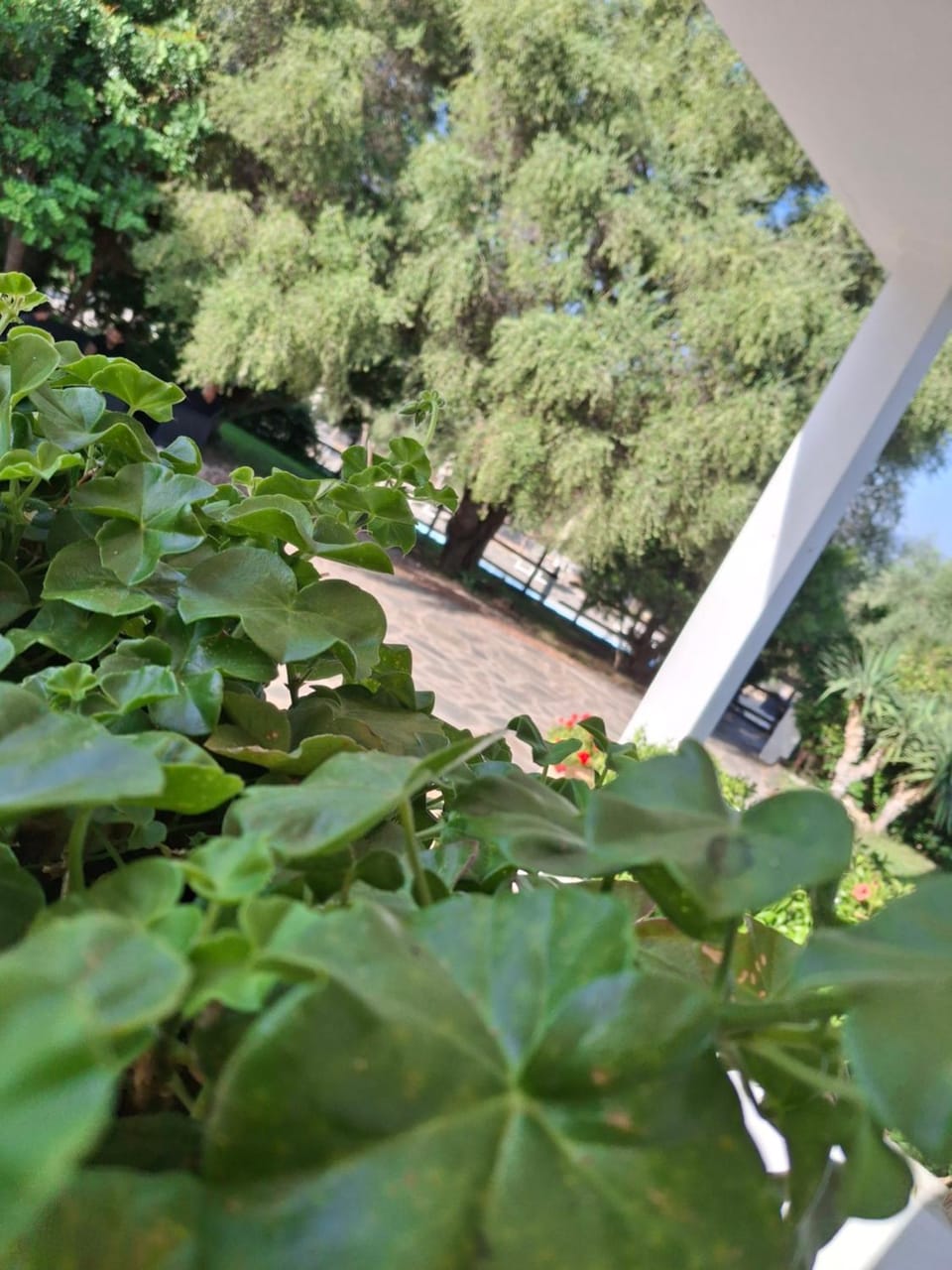 Day, Garden, Garden view