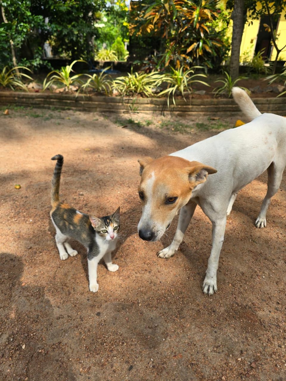 Garden, Animals, Pets, Garden view