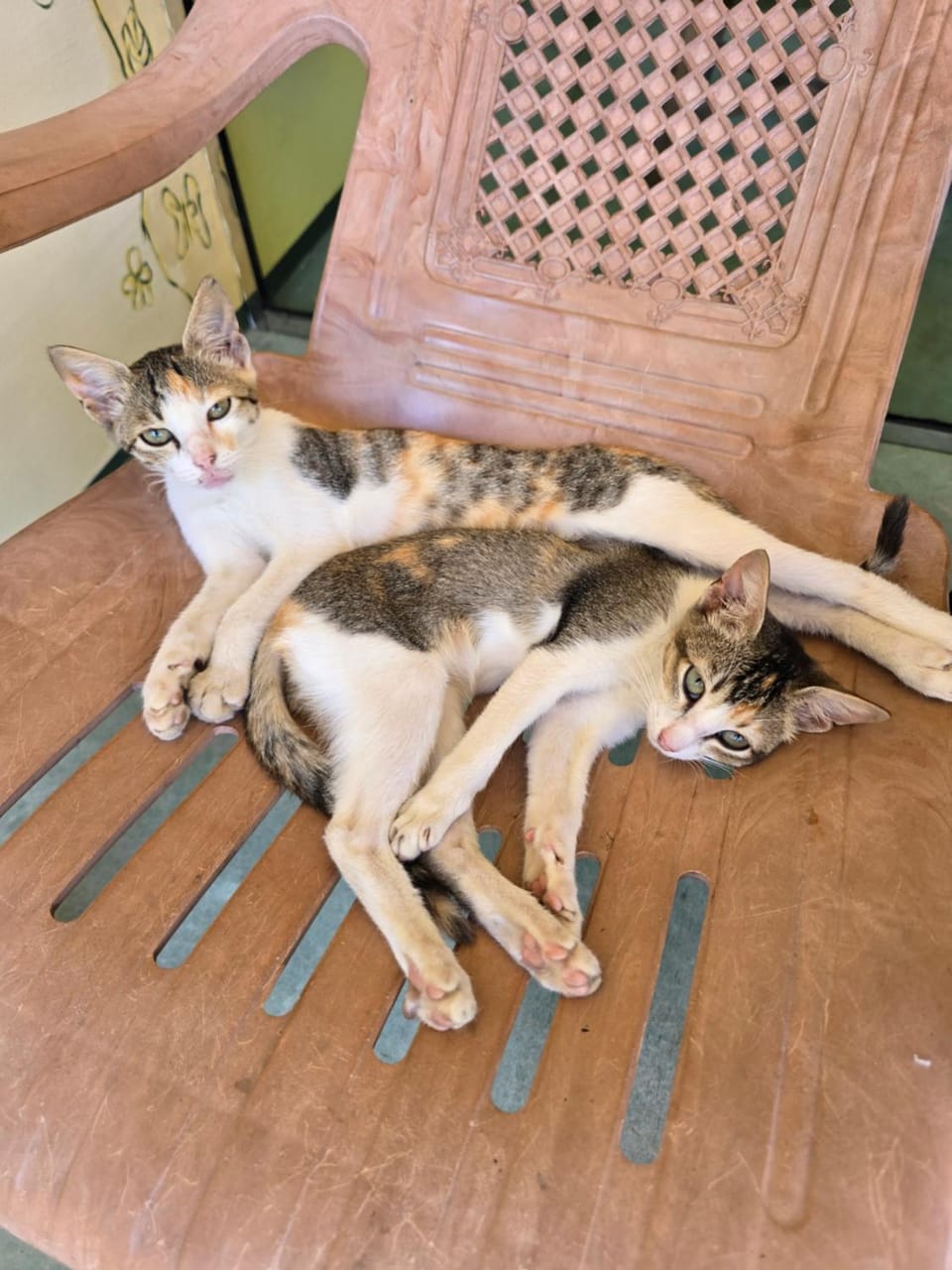 Pets