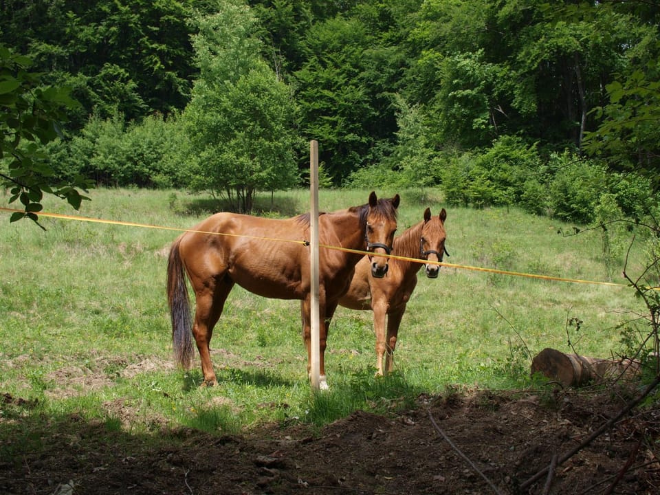 Horse-riding