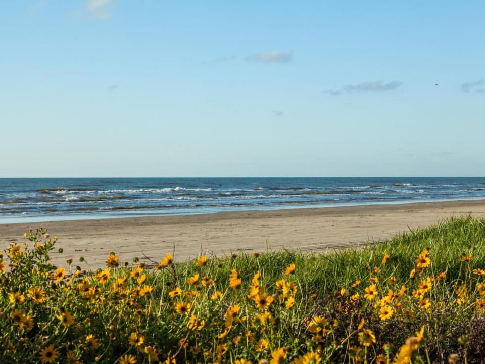 Natural landscape, Garden, Beach