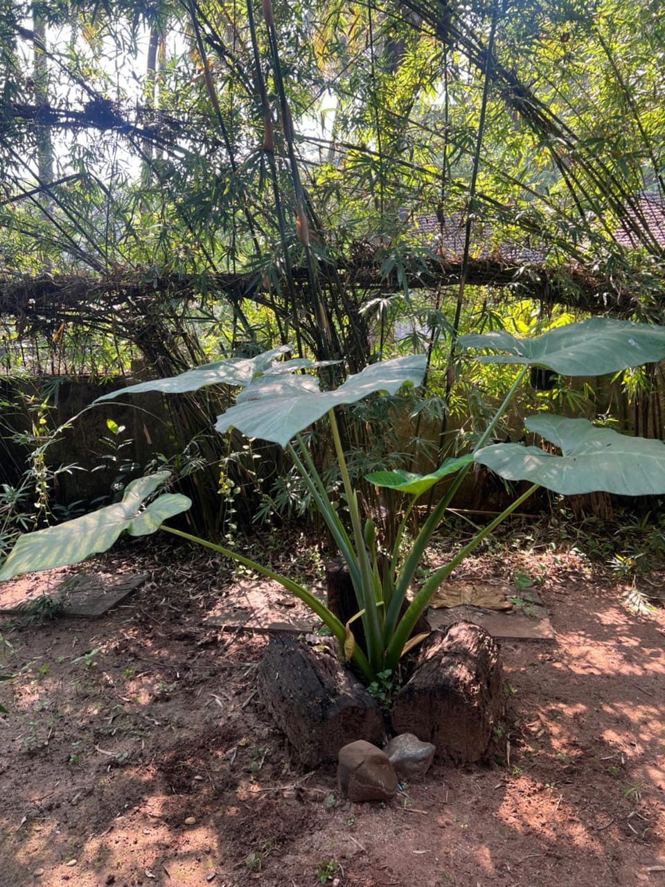 The Wild Flower! House in Goa, India