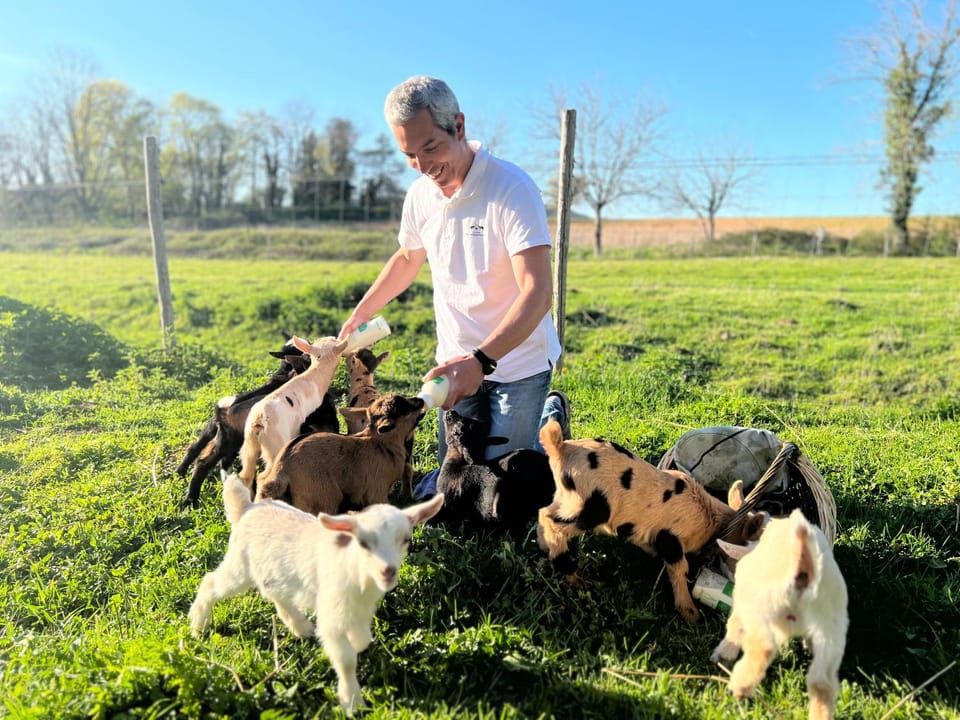 Day, Animals, Pets