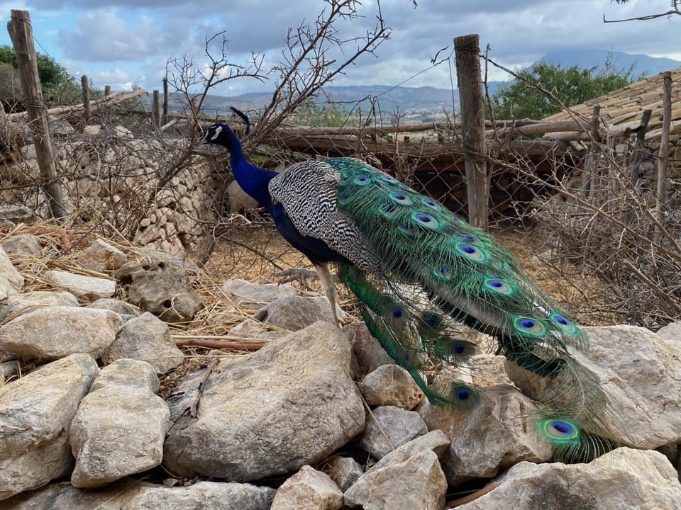Nearby landmark, Hiking, Animals