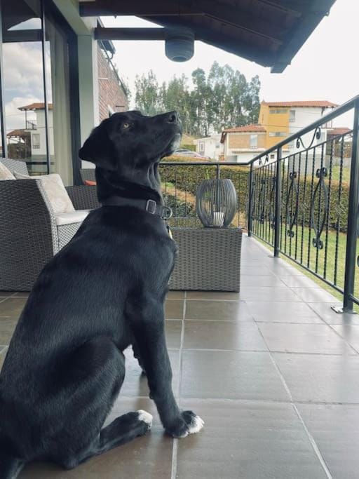 Balcony/Terrace, Pets