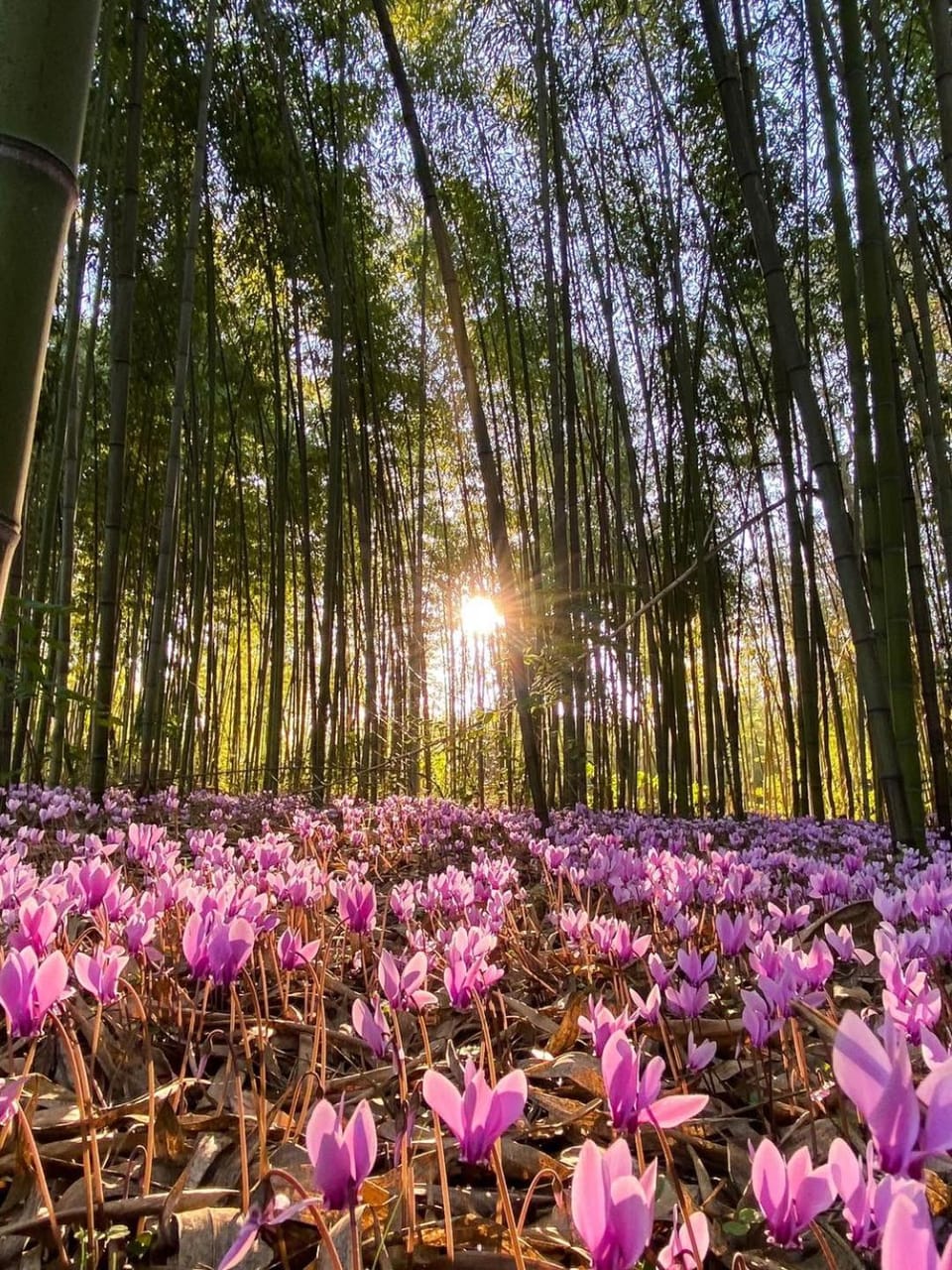 Natural landscape, Garden, Garden view