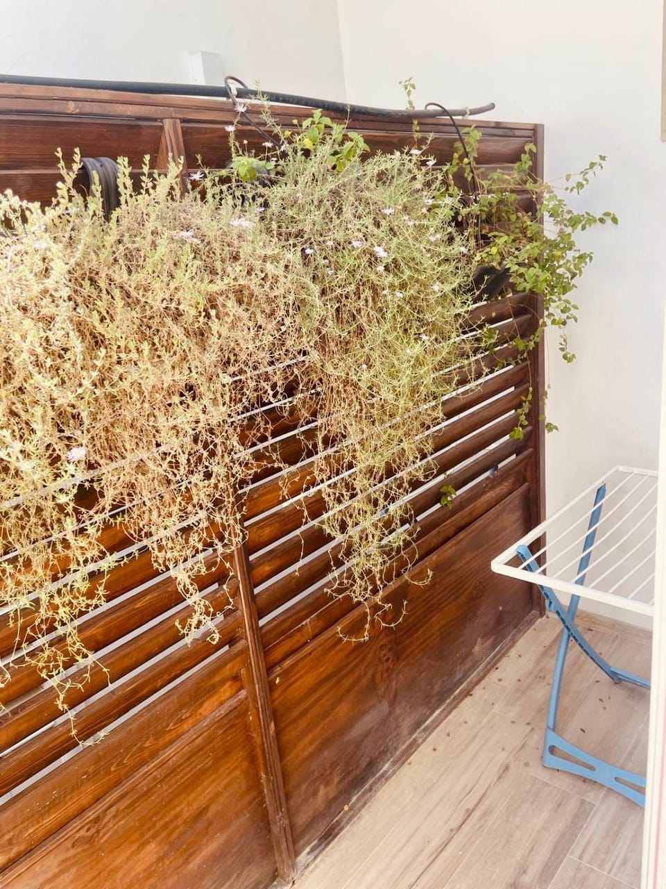 Bonaventura Bed and Breakfast in Porto Cesareo