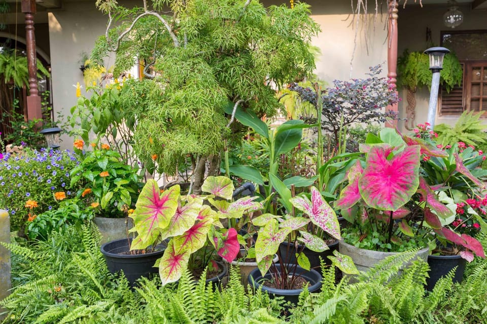 Garden