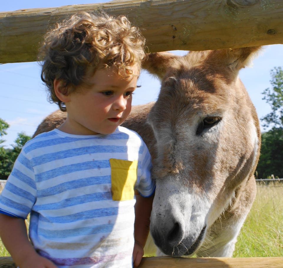 Animals, children, Family