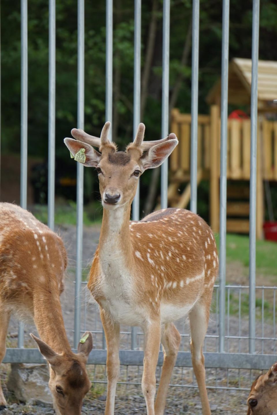 Gîtes Le Val des Cerfs Apartment in Belgium