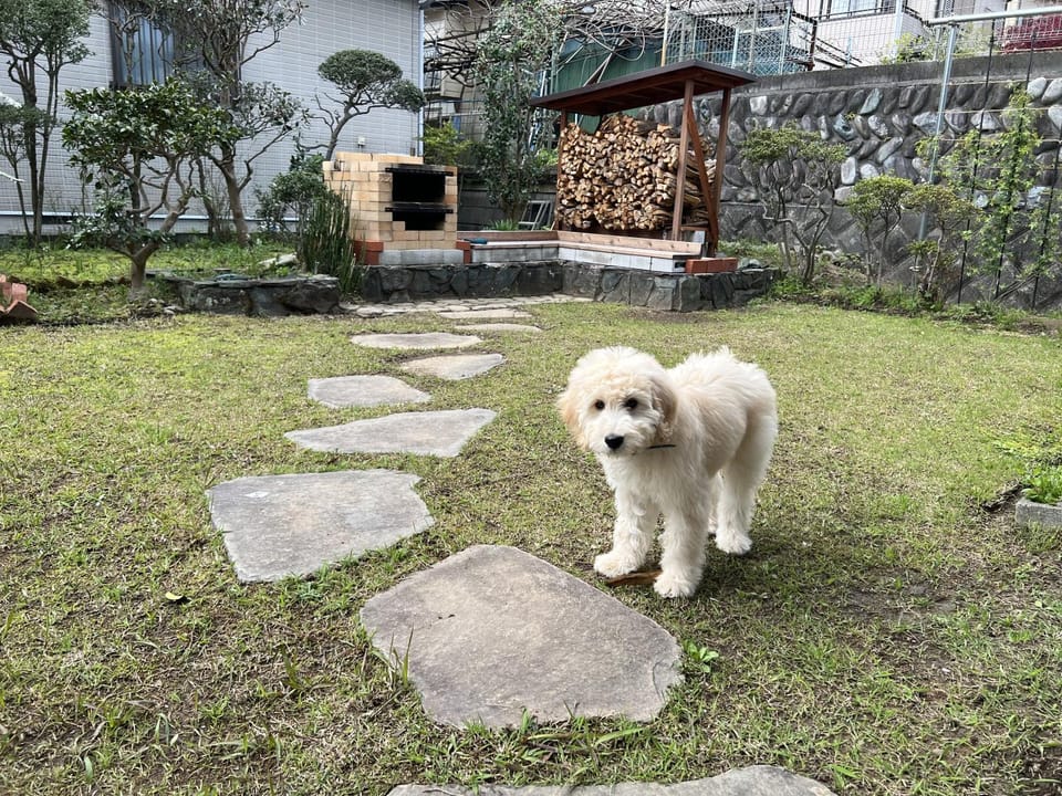 Pets, Pets