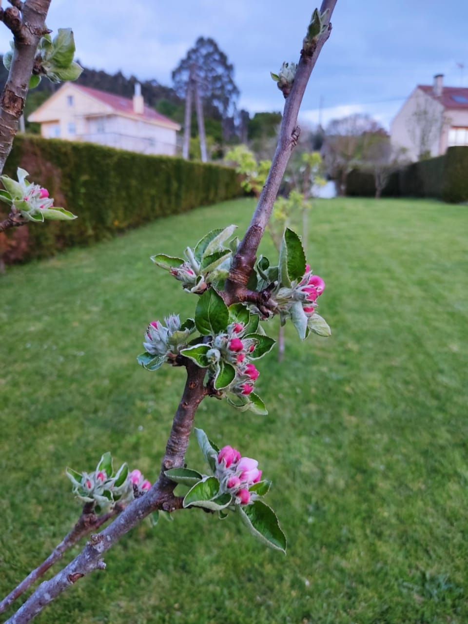 A Chamiseiriña Apartment in Galicia