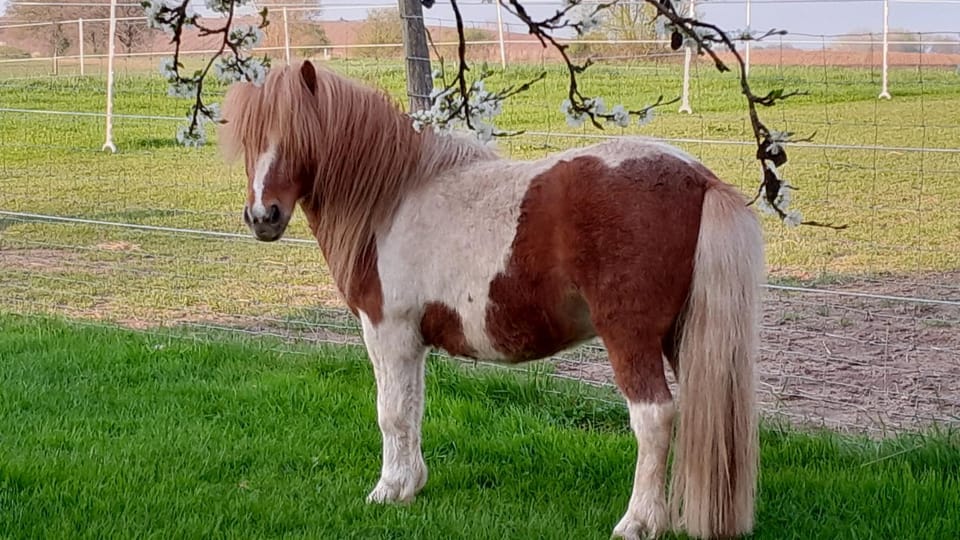 Der kleine Fuchshof mit Hund, Pferd und Huhn Apartment in Ostholstein