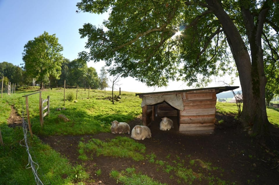 Penzion Pod pralesem Bed and Breakfast in South Bohemian Region