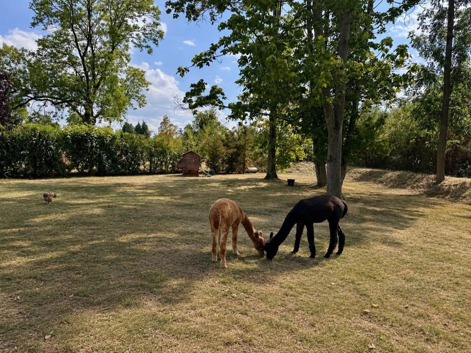 Day, Animals